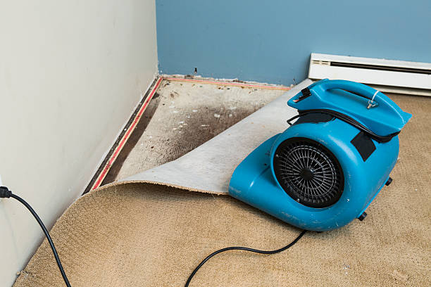 Best Water damage contractors near me  in Normandy, MO